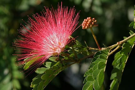 calliandra flower